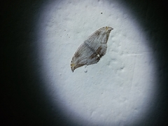 Morphomima fulvitacta