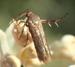 Lepidoptera