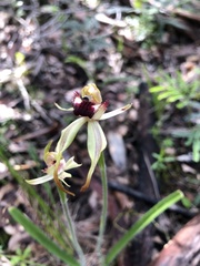 Caladenia longiclavata