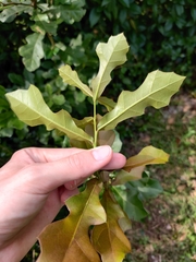 Quercus