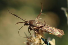 Lepidoptera