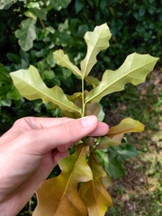 Quercus