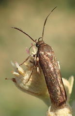 Lepidoptera