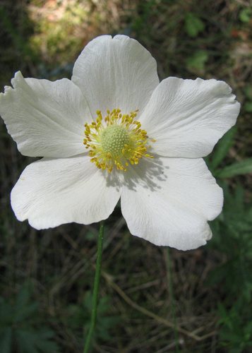 Snowdrop Anemone