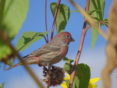 Haemorhous mexicanus