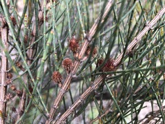 Allocasuarina mackliniana