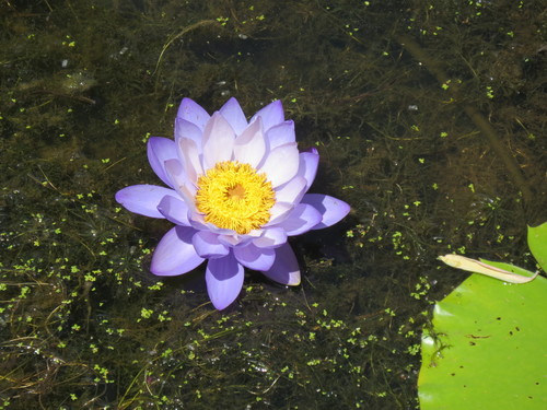 Giant waterlily (Nymphaea gigantea)