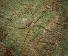 Tamopsis tweedensis