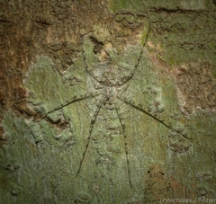 Tamopsis tweedensis