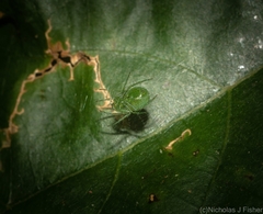 Bijoaraneus praesignis