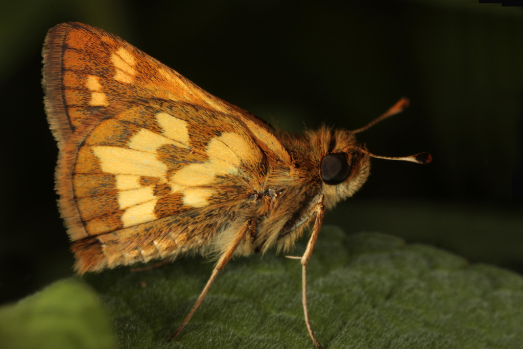 Peck's Skipper (Butterflies and Skippers of GSMNP) · iNaturalist