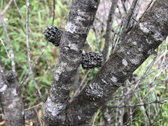 Allocasuarina mackliniana