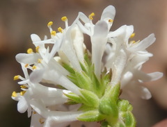 Selago glomerata