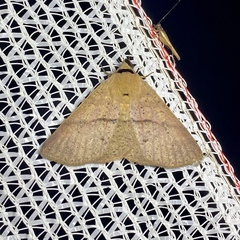 Ophyx eurrhoa
