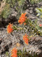 Melaleuca beaufortioides
