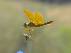 Perithemis intensa