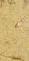 Favonigobius
