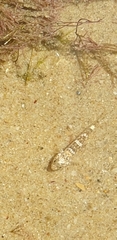 Favonigobius