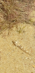 Favonigobius