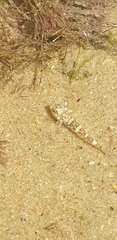 Favonigobius