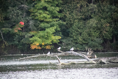 Larus delawarensis
