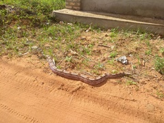 Boa constrictor constrictor