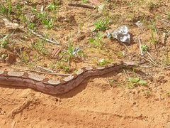 Boa constrictor constrictor