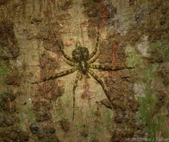 Tamopsis brachycauda