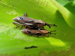 Sphenocorynes kosempoensis