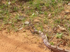 Boa constrictor constrictor