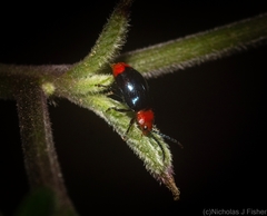 Phyllocharis gracilis