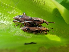 Sphenocorynes kosempoensis