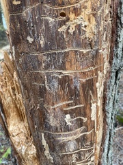 Dendroctonus pseudotsugae