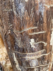 Dendroctonus pseudotsugae