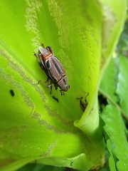 Sphenocorynes kosempoensis