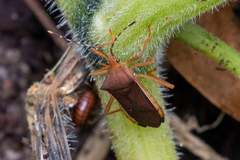 Anasa varicornis