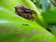 Sphenocorynes kosempoensis