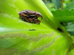 Sphenocorynes kosempoensis
