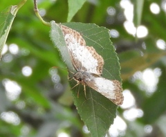 Antigonus emorsa