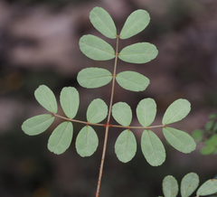 Erythrostemon melanadenius