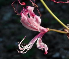 Nerine humilis