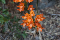 Chloraea nudilabia