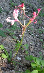 Nerine humilis