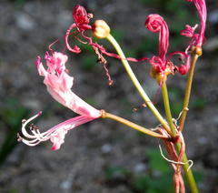 Nerine humilis