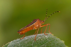 Anasa varicornis