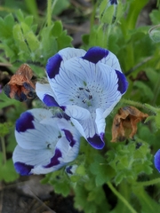 Nemophila maculata
