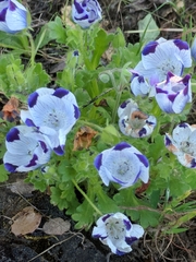 Nemophila maculata