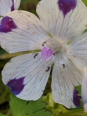 Nemophila maculata
