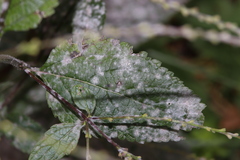 Golovinomyces verbenae
