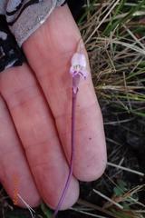Disperis woodii